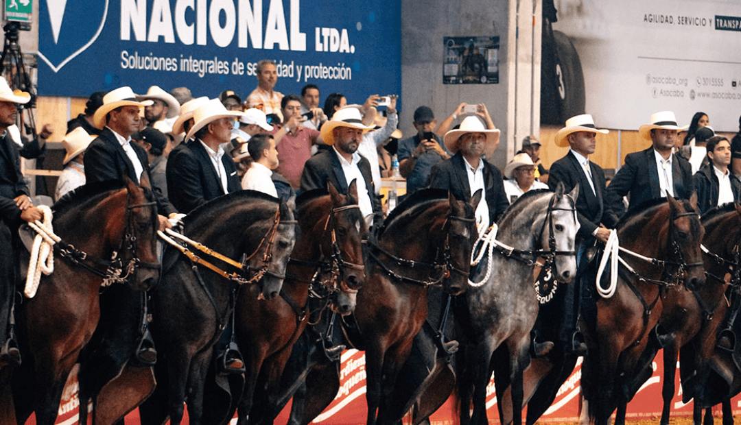 Cuidados básicos para caballos: clave para evitar enfermedades y alargar su vida útil