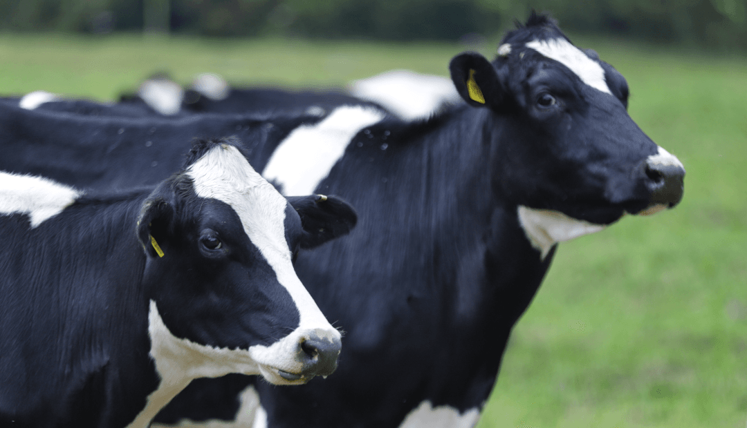 Sector lácteo colombiano se reúne para mejorar calidad y combatir mastitis