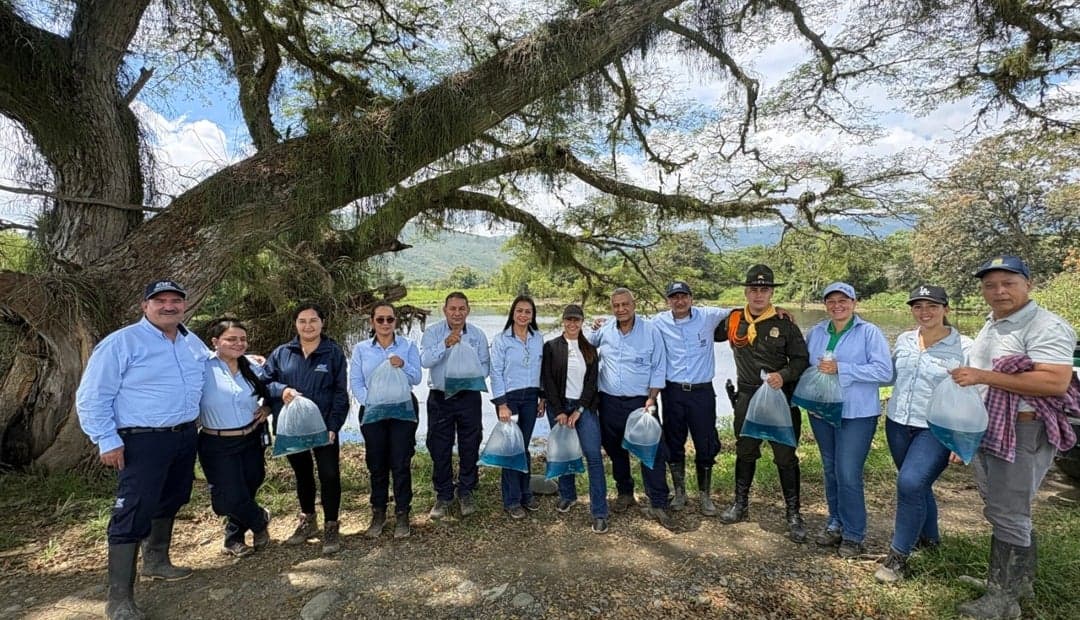 CVC siembra 15.000 alevinos en humedales de Bugalagrande para recuperar ecosistemas estratégicos