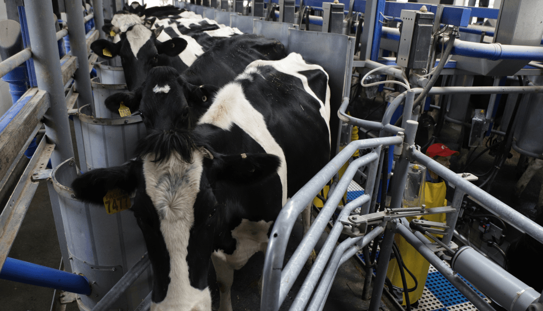 Ordeñadora mecánica para su hato: invierta entre 4 y 100 millones según su escala