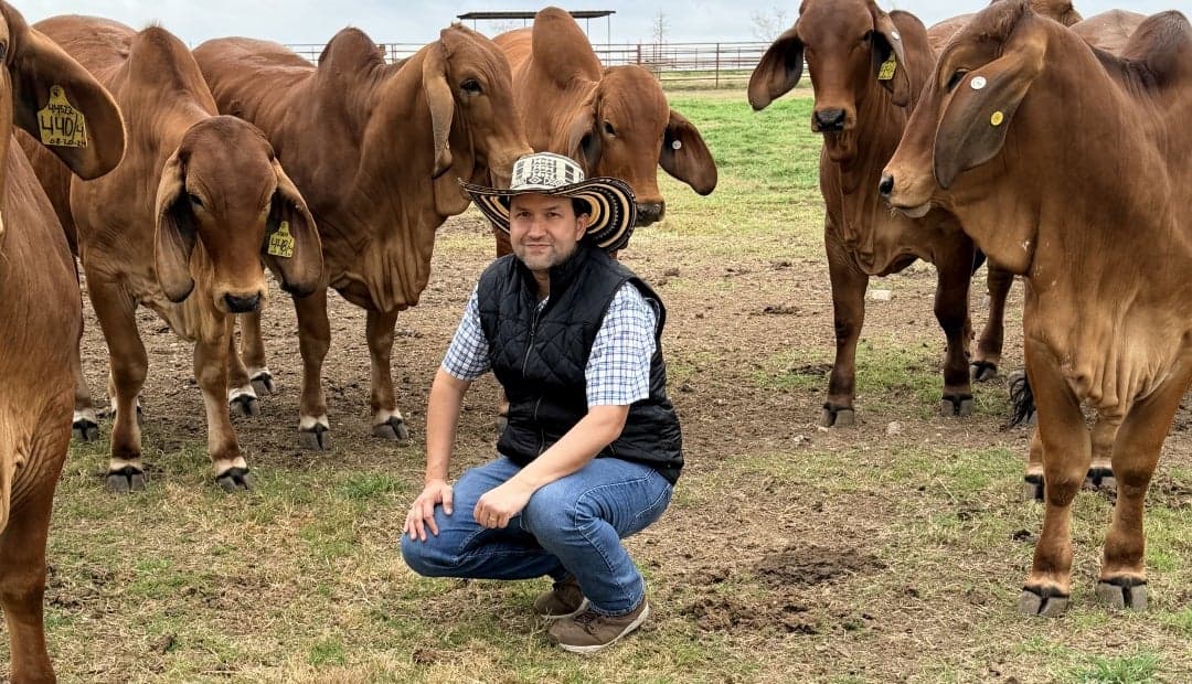 Expertos colombianos enseñarán selección de ganado brahman en Texas, donde nació la raza