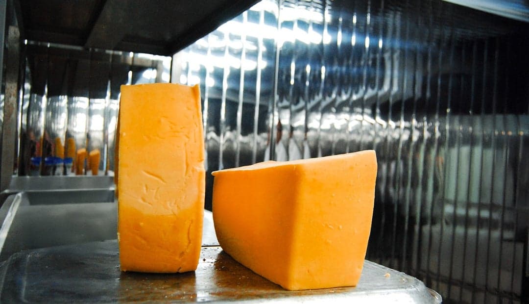 Universidad Nacional organiza primera competencia de quesos frescos con productores de todo el país