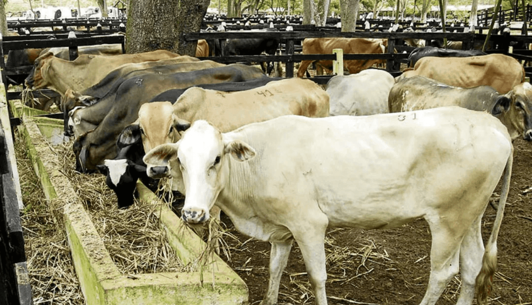 La ganadería intensiva alimenta al mundo pero duplica emisiones de carbono en Colombia