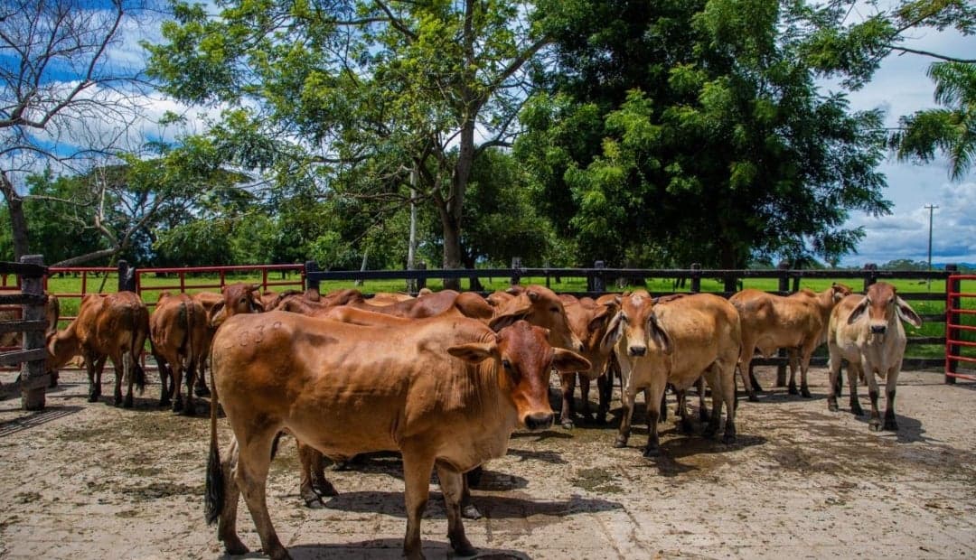 Minerva Foods financia suplementos para ganaderos sin desembolso inicial y promete un ciclo productivo extra al año