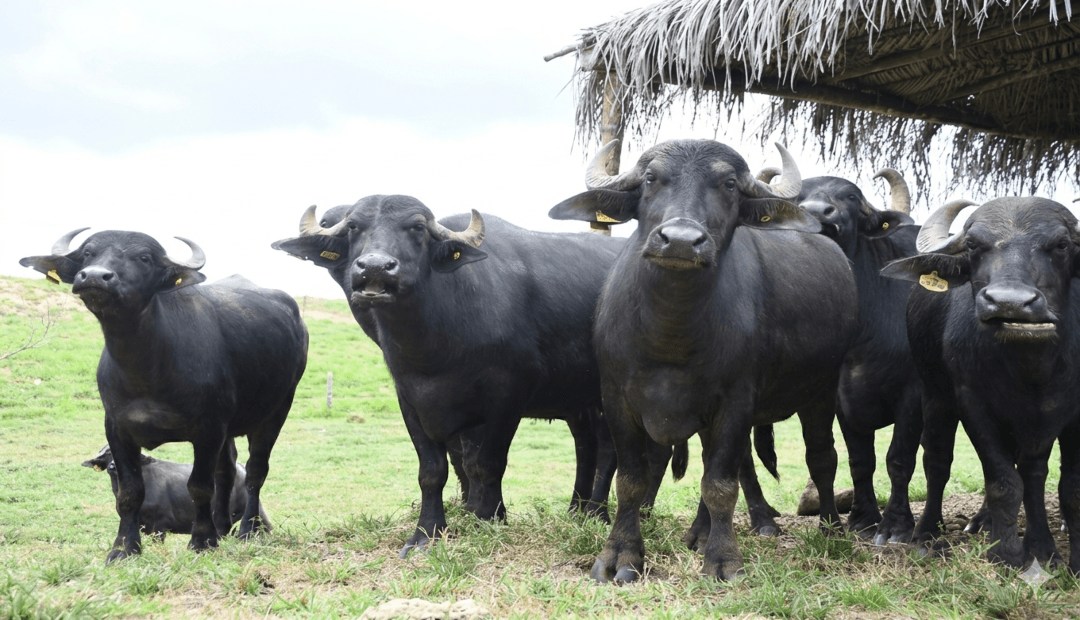Montería acogerá encuentro nacional de productores bufaleros con mira en negocios e innovación