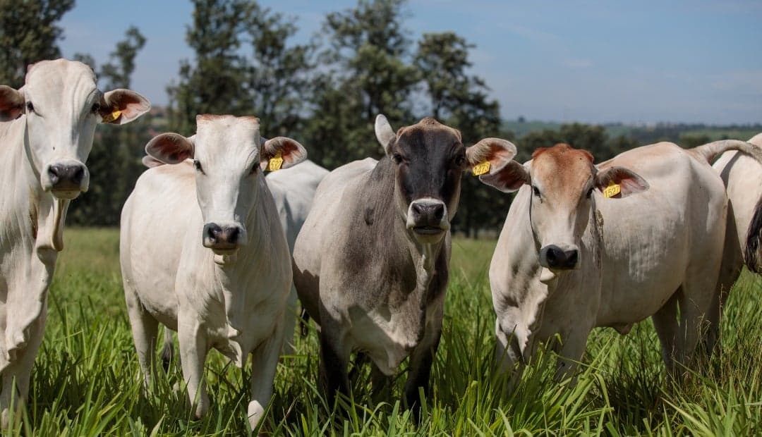Brasil choca contra el muro de cuotas de China y busca nuevos mercados para su carne