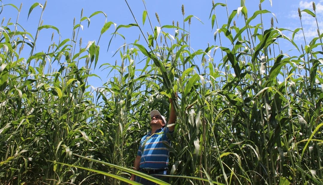 Sorgo JJT-18: la estrategia de ganaderos para conservar alimento en sequía