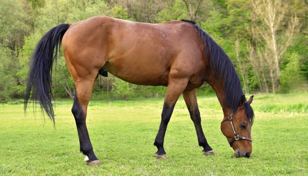 Uno de cada cuatro caballos sufre problemas óseos: la nutrición mineral es clave para evitarlos
