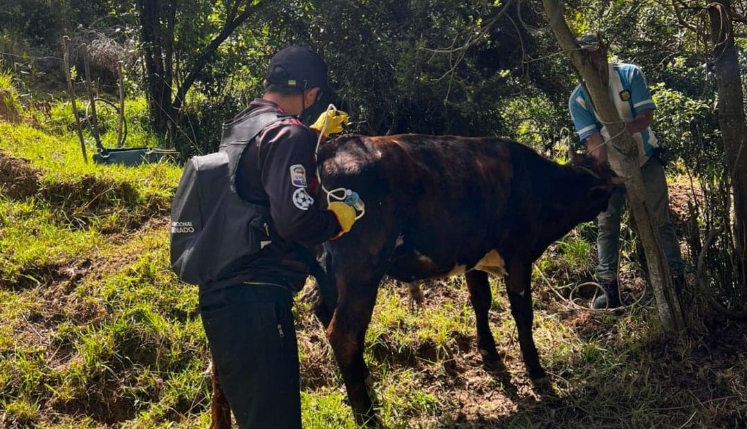 Colombia alcanza récord histórico: vacunó 99,5% del ganado contra fiebre aftosa