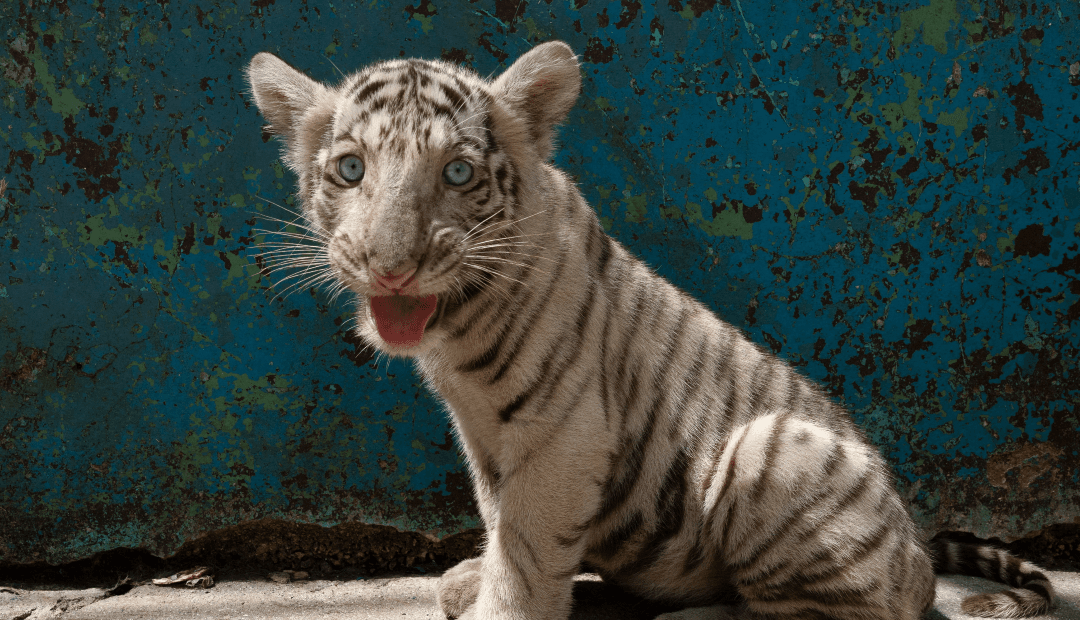 Contra la crisis, zoológico cubano celebra nacimiento de tigres de Bengala