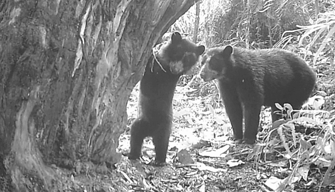Oso andino nace en dos reservas del Huila: señal de ecosistema sano