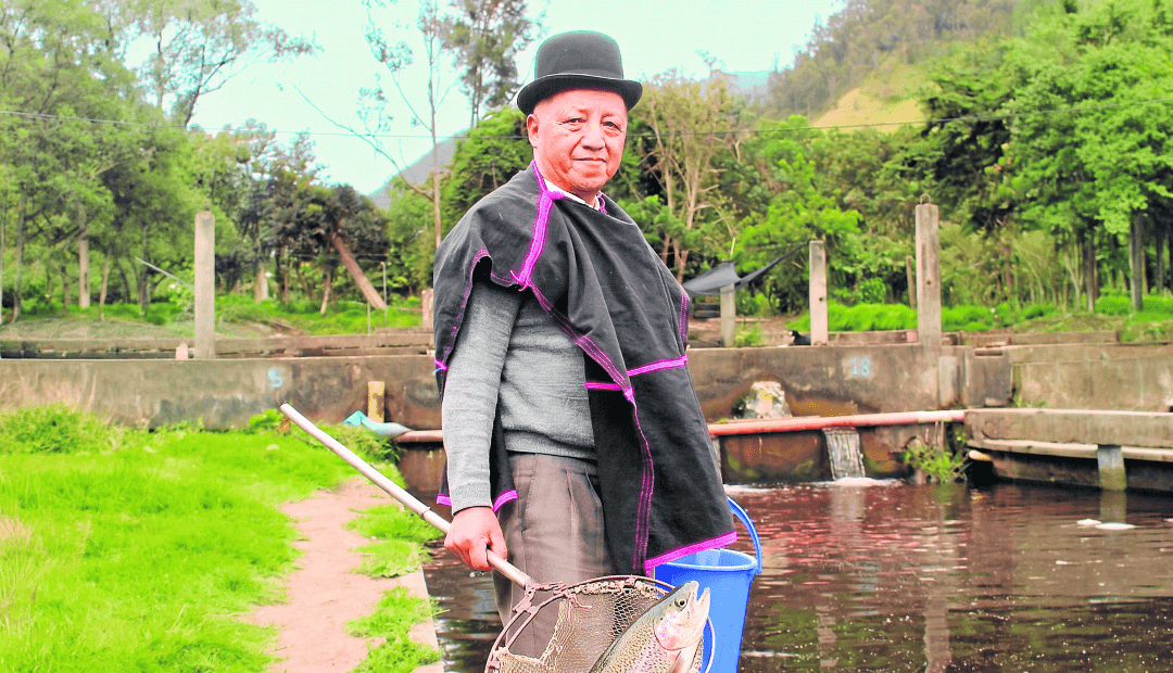 La trucha caucana: de río silvestre a motor económico de miles de familias Misak