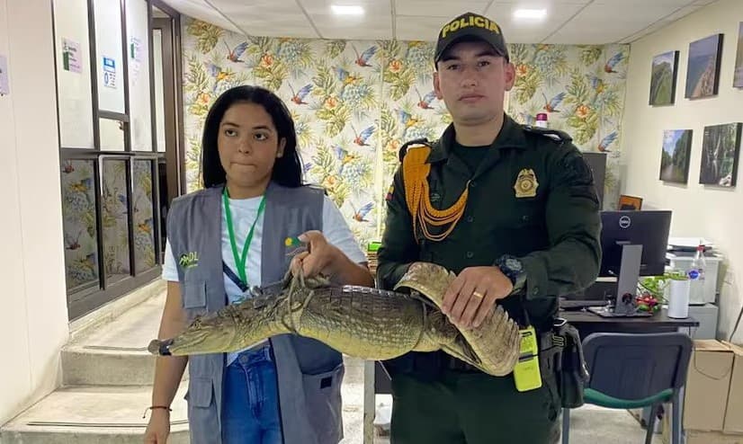Rescatan 17 animales silvestres del tráfico ilegal en La Guajira