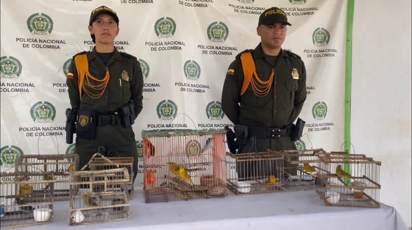 Maicao intensifica operativos para proteger animales y frenar el tráfico de fauna silvestre