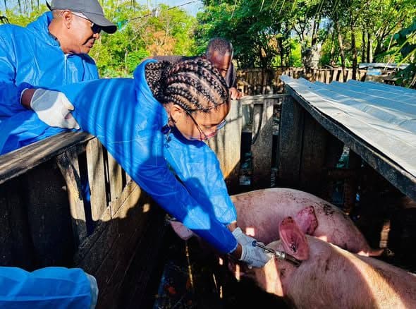 Agricultura lleva salud a los cerdos de San Andrés con jornada de desparasitación