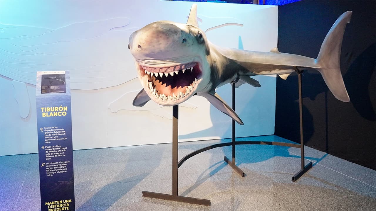 Manifiesto Megalodón llega a Los Molinos: la exposición sobre tiburones que cautiva a Medellín