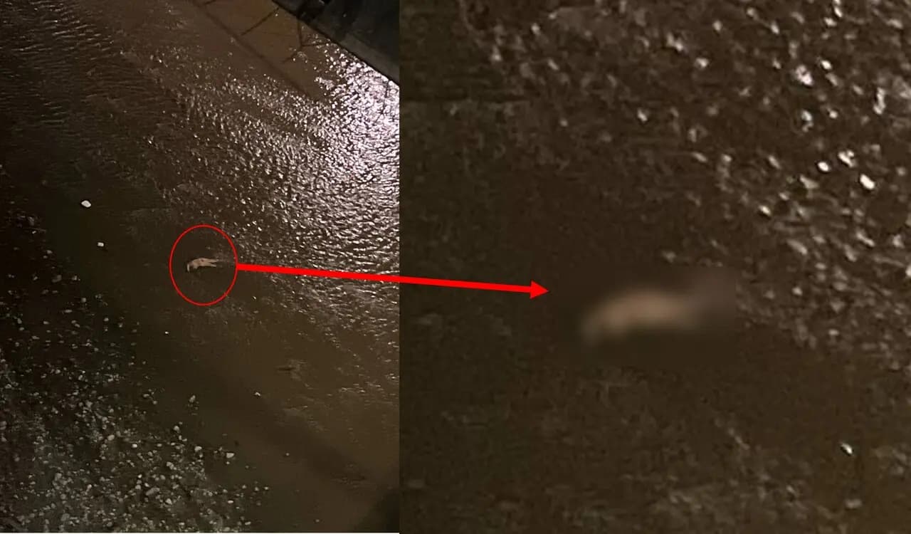 Dos cuerpos de mujeres hallados en el río Medellín en menos de 12 horas