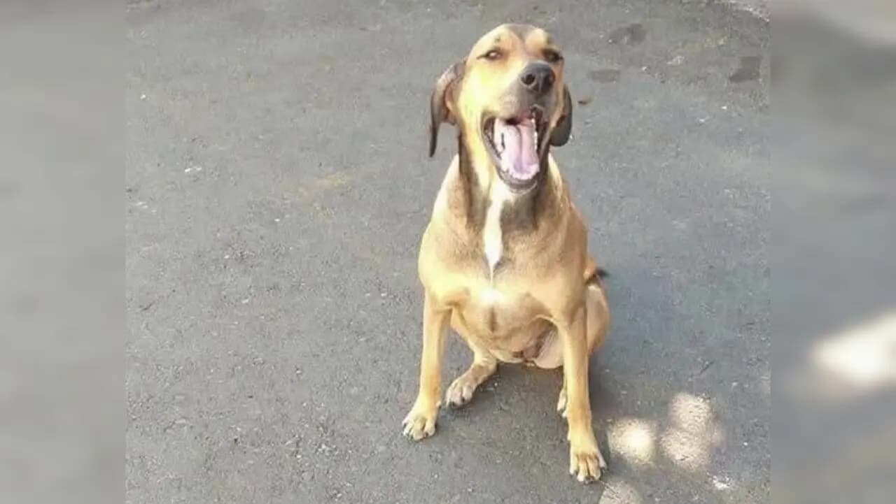 Fico Gutiérrez interviene para que Canela, la perrita del comando de Policía, no sea desalojada