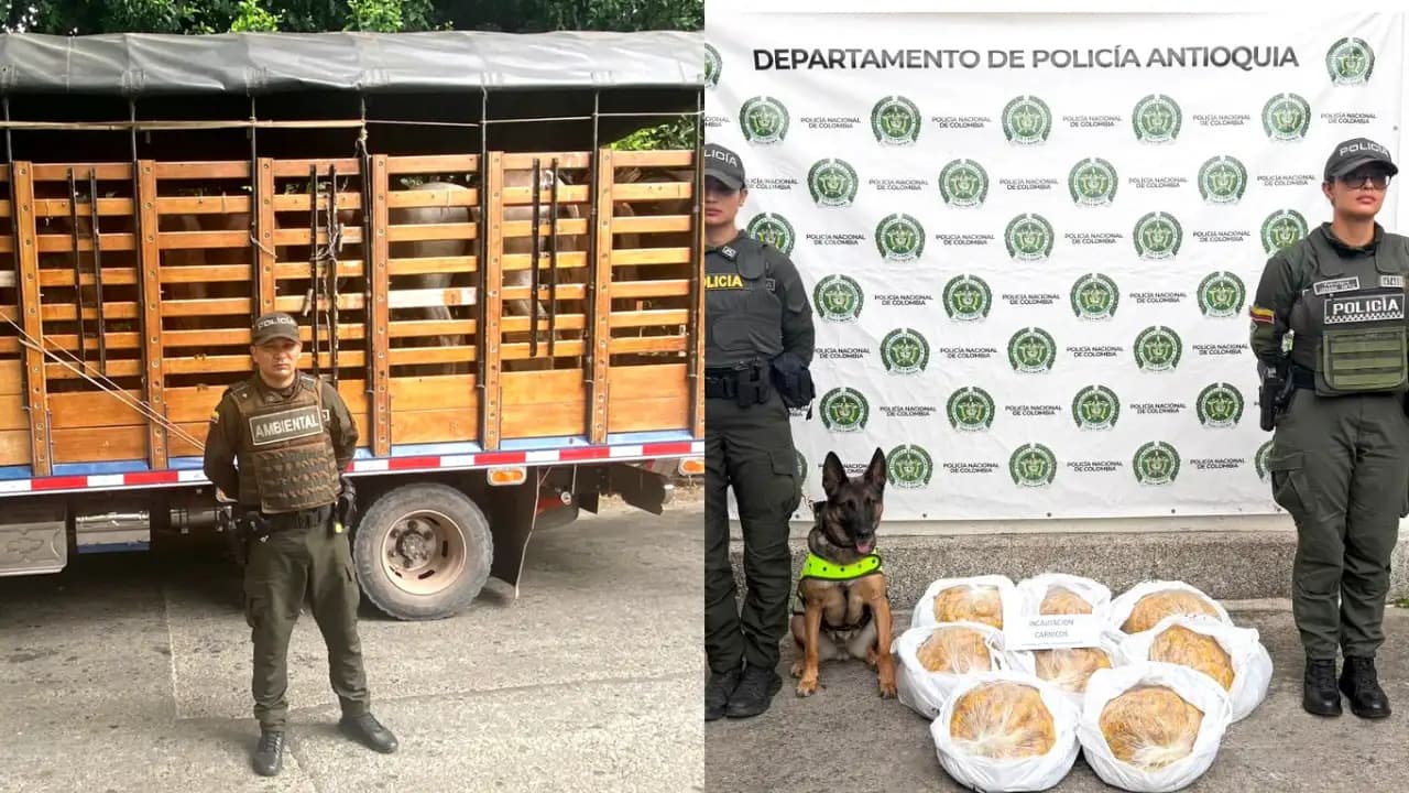 Operativos ambientales rescatan fauna silvestre e incautan carne y caballos en Antioquia