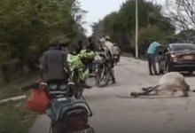 Una vaca suelta causó fuerte choque en la vía entre Chimá y Ciénaga de Oro