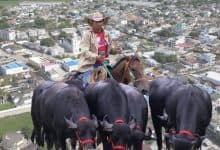 Subasta de búfalos en Cereté reactiva los negocios ganaderos del campo cordobés
