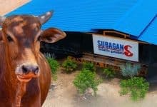 Subagan Ayapel celebra 5 años con gran subasta ganadera este martes