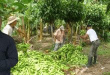 Cámara de Comercio de Montería abre convocatoria para fortalecer asociaciones campesinas cordobesas