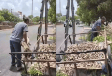 Vecinos denuncian que carretilleros abandonan ramas en la Circunvalar de Montería