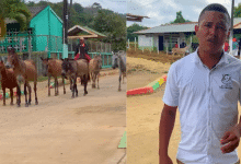Caballos y mulas del campo reciben atención veterinaria en Santa Rosa de La Caña