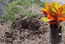 Ladrones de plantas ornamentales generan alarma en barrio de Sahagún