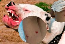 Pitbull rompe rejas y ataca a madre e hija de 7 años en La Pradera de Montería