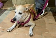 Montería avanza en control de mascotas: 320 perros y gatos esterilizados en Comuna 4