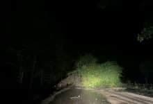 Tempestad deja árboles caídos en vía Lorica-San Bernardo: caos vehicular en Córdoba