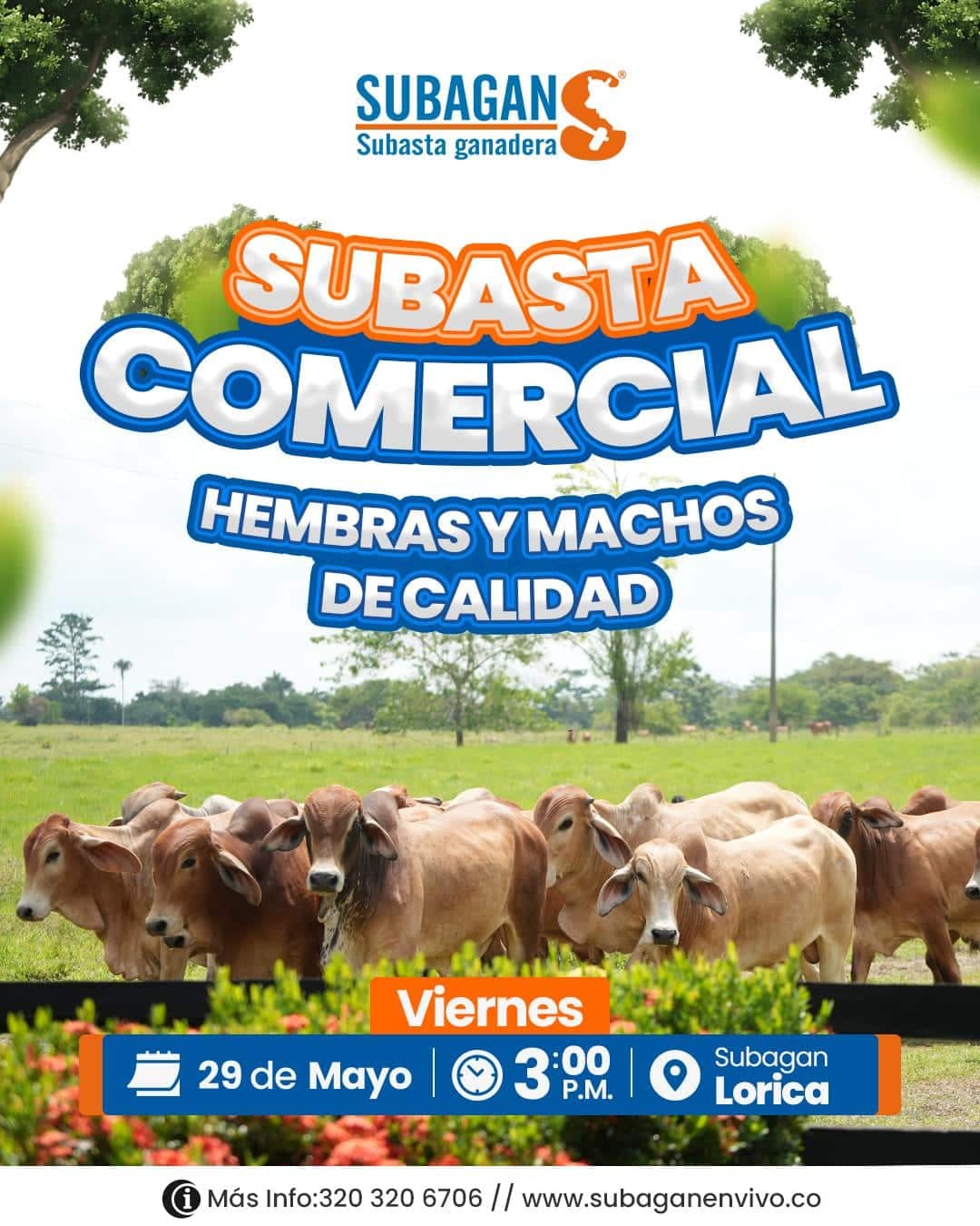 Ganaderos de Córdoba tienen dos citas imprescindibles: charla sobre salud animal y subasta de hembras