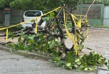 Árbol de almendro se desploma en La Pradera por fuertes vientos y lluvia