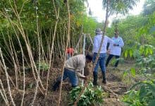 Unicórdoba descubre variedad de yuca que multiplica por seis la producción