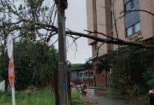 Árbol cae en plena calle 65 tras tormentales vientos en Montería y alarma a conductores
