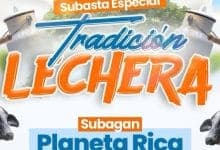 Subasta ganadera en Planeta Rica promete ejemplares de calidad para ganaderos y inversionistas