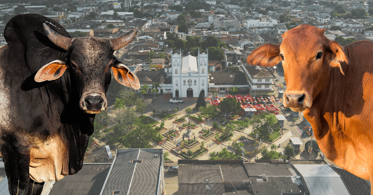 Planeta Rica prepara su tercera feria ganadera para exaltar tradición y economía agrícola