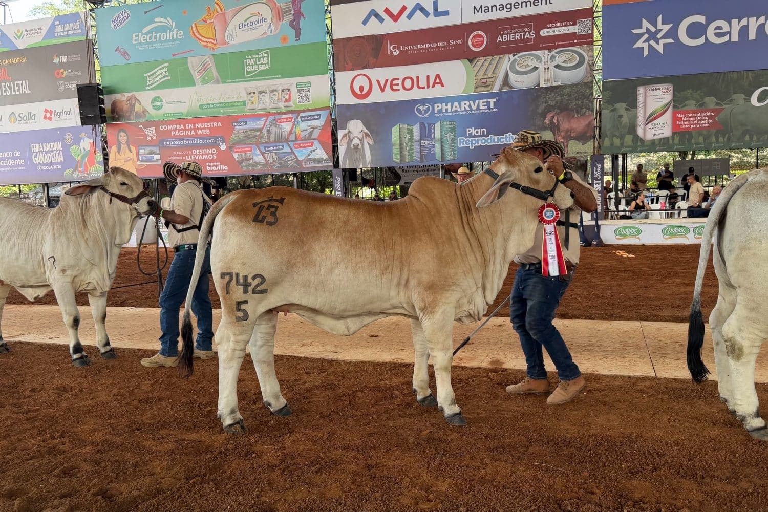 Wagyu y ganado criollo roban protagonismo en la Feria Ganadera de Córdoba