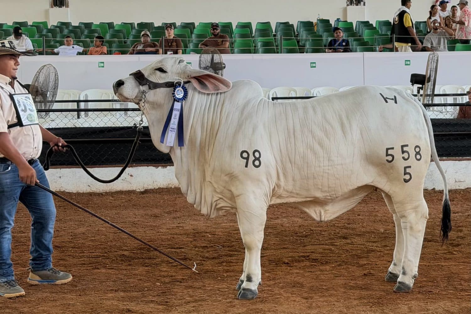 Los mejores Brahman de Colombia desfilan en la Feria Ganadera de Córdoba