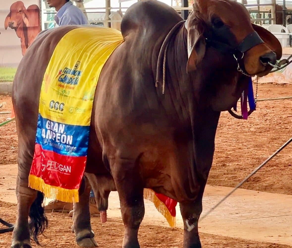 Después de 7 años, regresa la Parada de Campeones Brahman a la feria ganadera de Montería