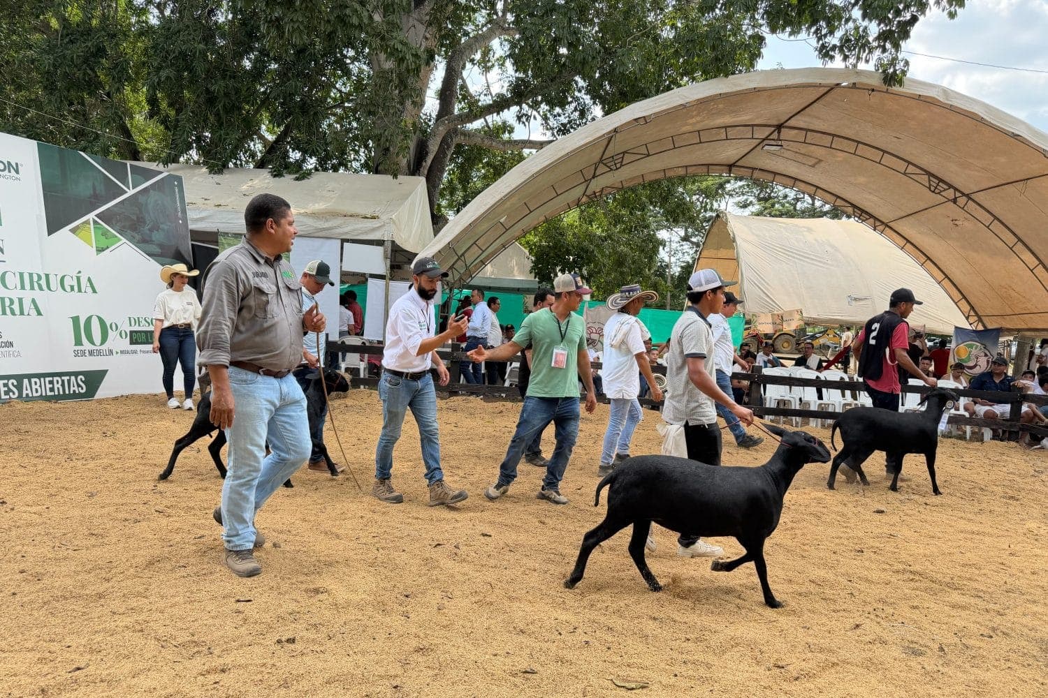Los mejores ovinos del país desfilaron en la Feria Ganadera ante miles de productores