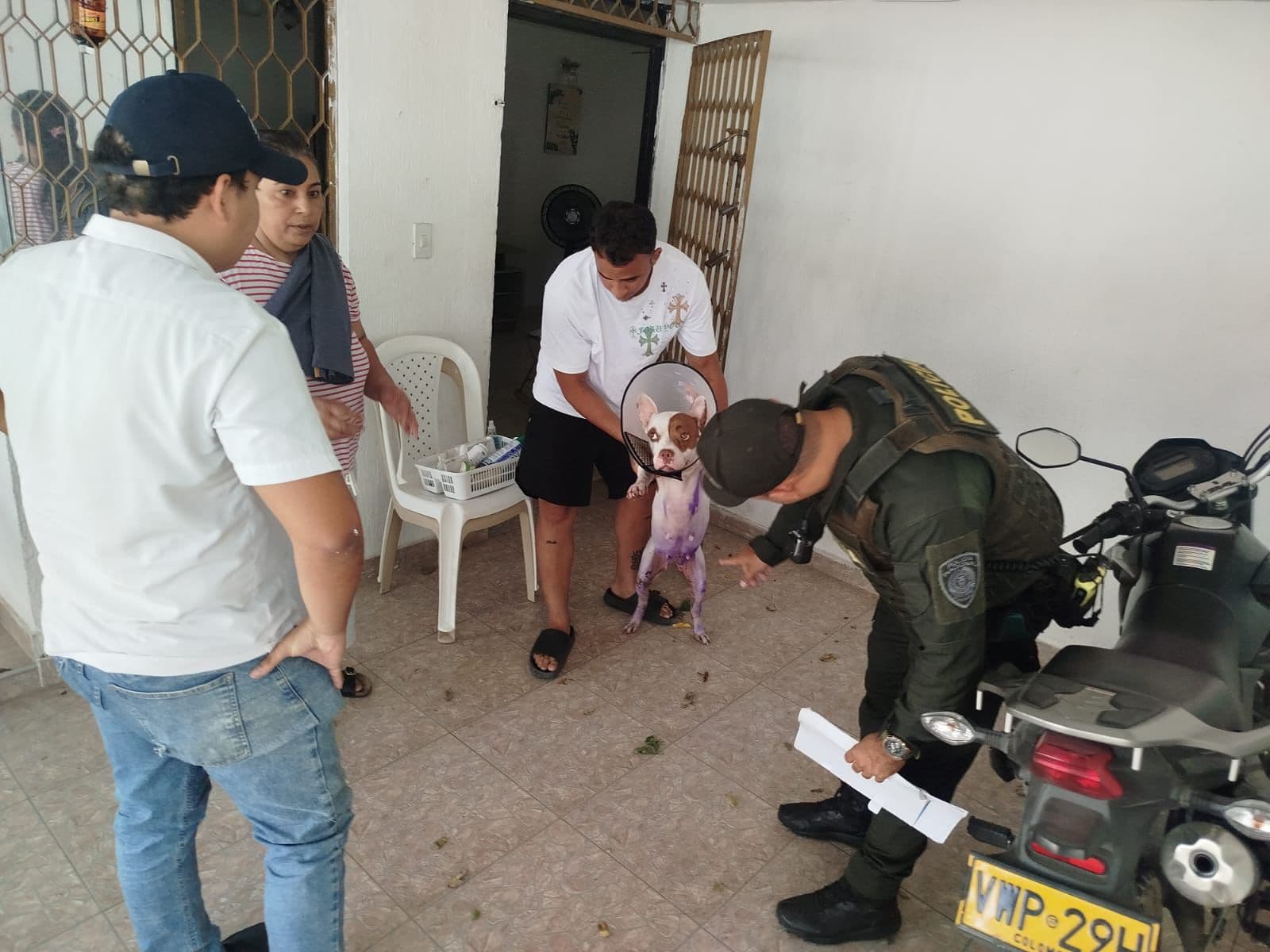 Santa Marta investiga incendio que dejó dos perros afectados: ¿accidente o intención?