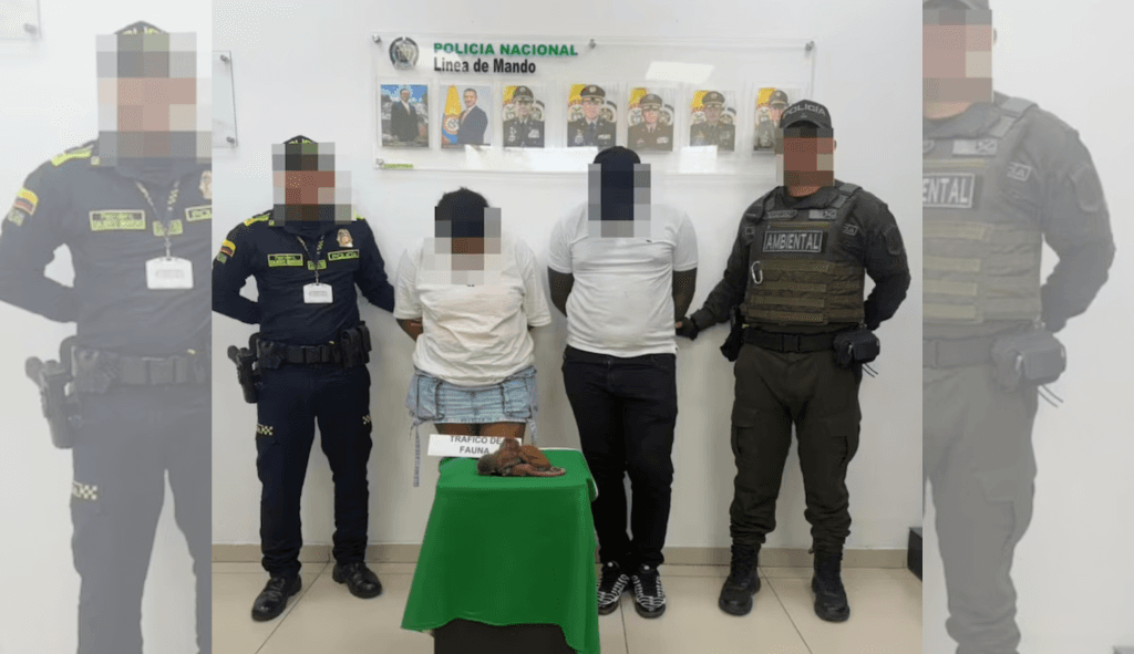 Pareja capturada en Cartagena por transportar monos vivos ocultos en sus genitales