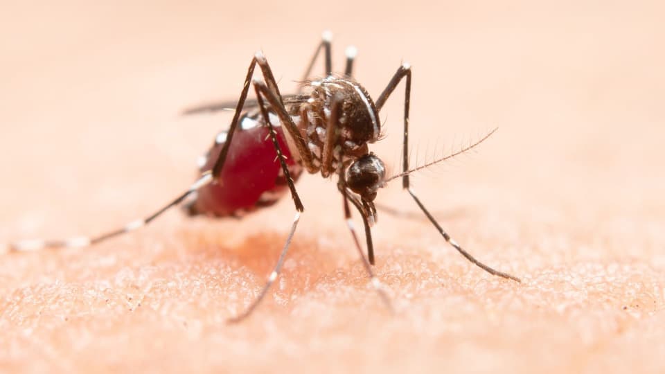 Dengue desbocado en La Guajira: turismo y falta de agua crean tormenta perfecta