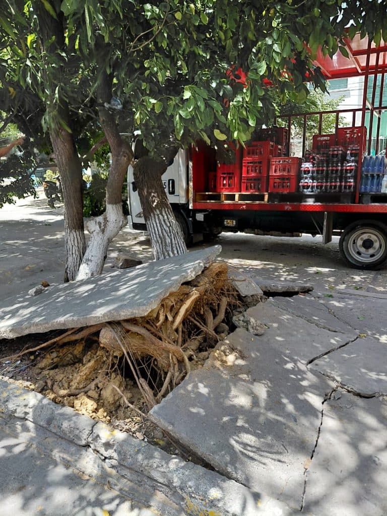 Árbol deteriorado se desploma sobre camión en el centro de Riohacha