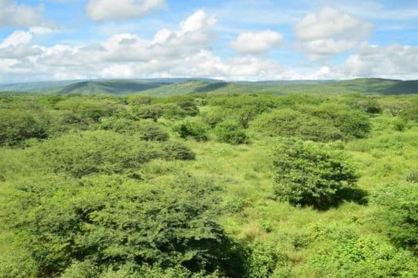 Cerrejón se compromete a restaurar el 9% del bosque seco en La Guajira durante los próximos diez años