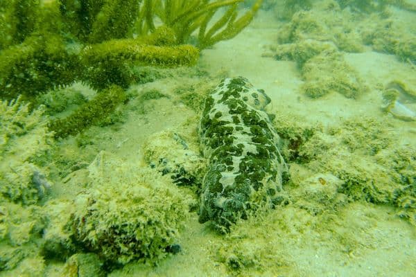 Corpoguajira y Minciencias lanzan estudio para proteger el pepino de mar en La Guajira