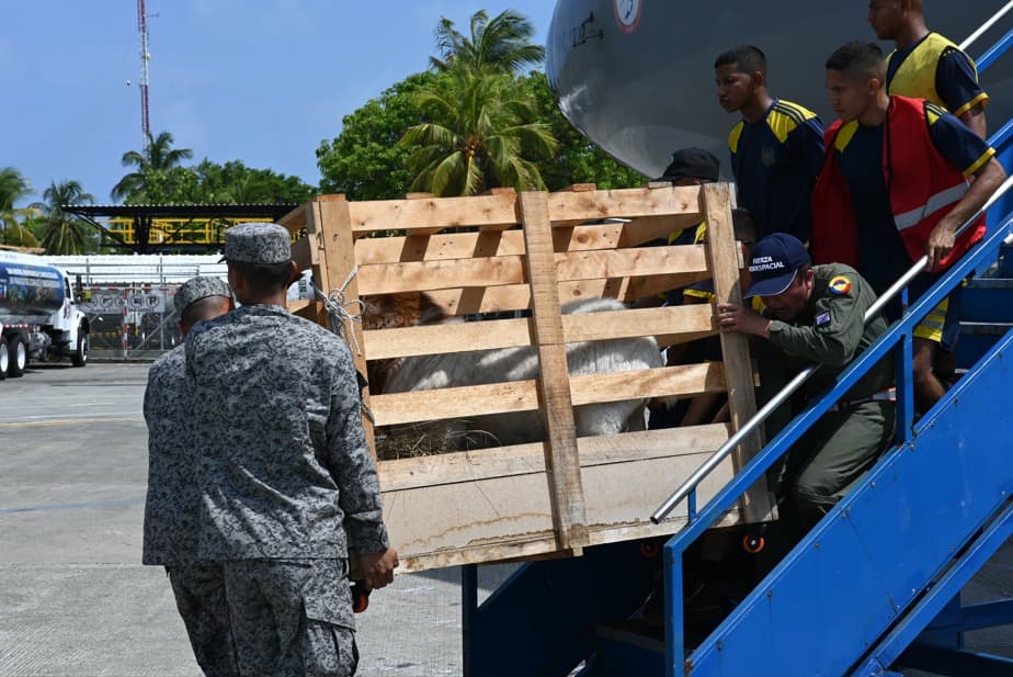 Llega a San Andrés un macho caprino para mejorar la alimentación en Providencia